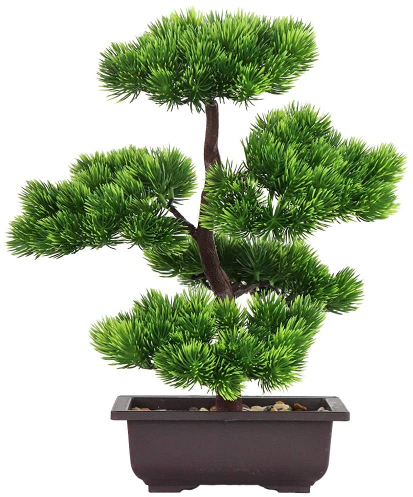 Bonsai Tree Zen Garden - Japanese Pine Bonsai Plant for Home