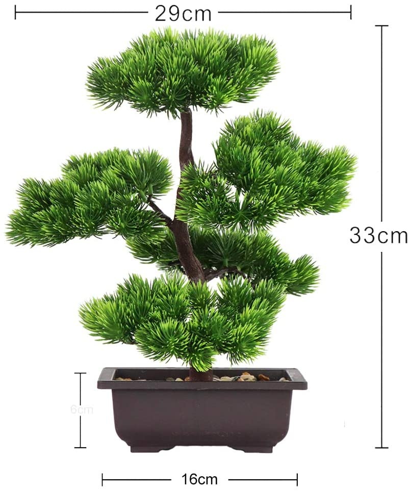 Japanese Pine Bonsai Plant for - Bonsai Tree Zen Garden avis et prix