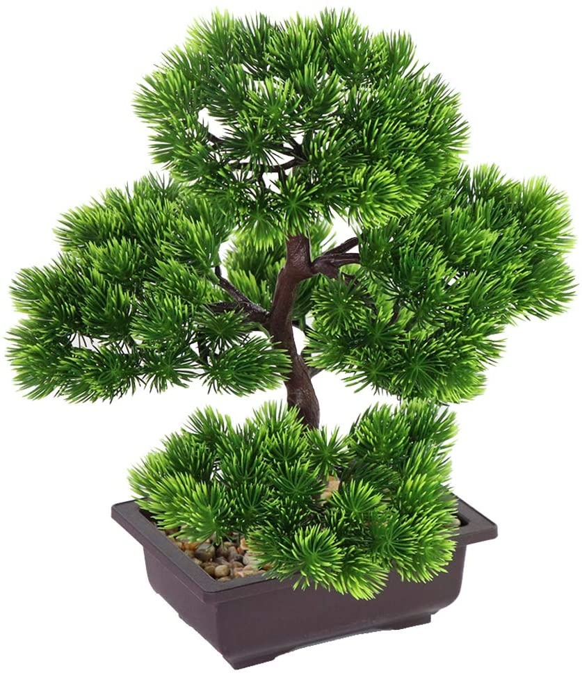 Japanese Pine Bonsai Plant for - Bonsai Tree Zen Garden avis et prix