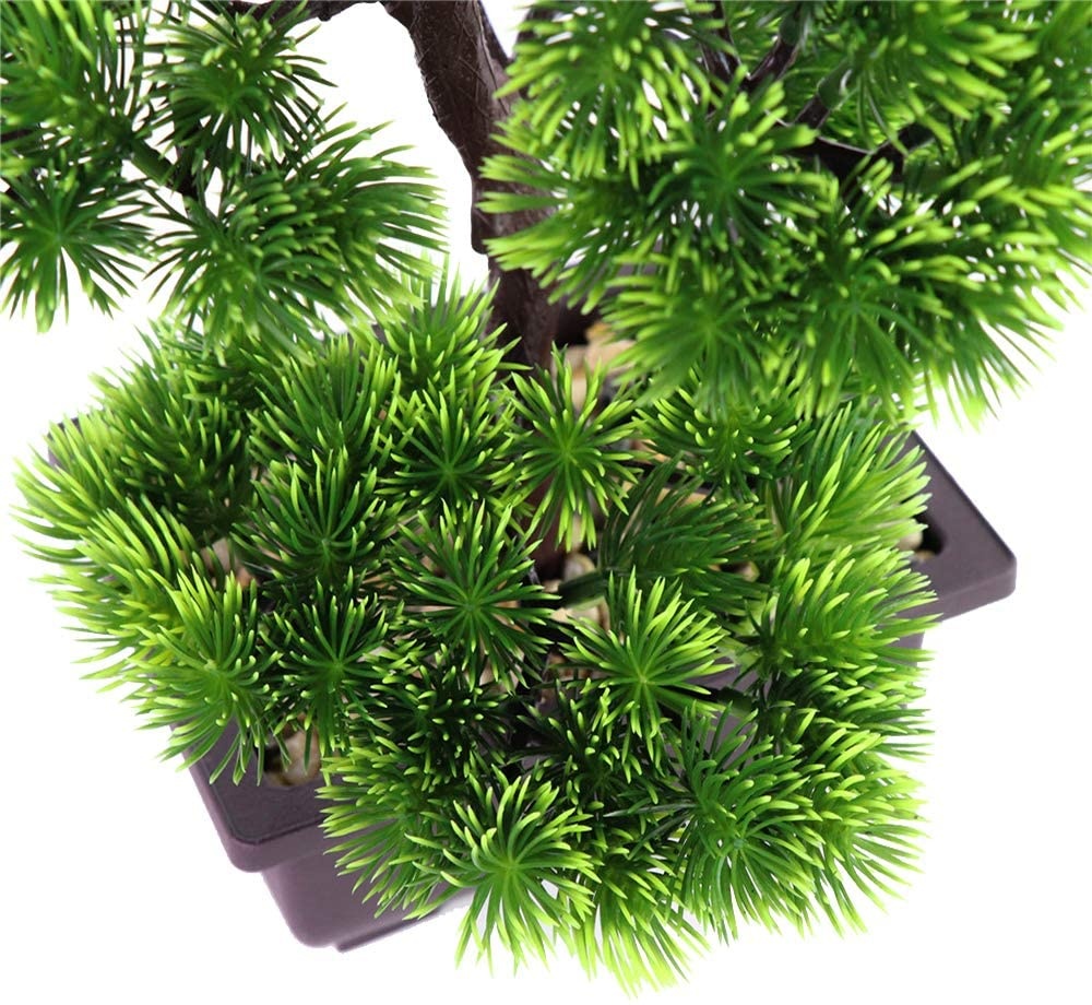 Japanese Pine Bonsai Plant for - Bonsai Tree Zen Garden avis et prix