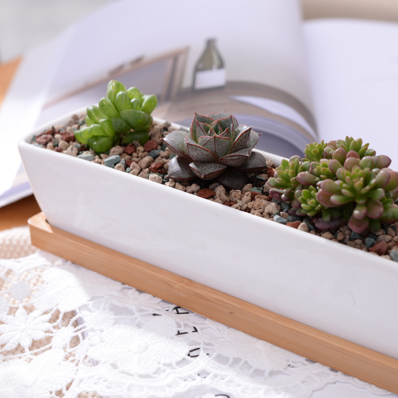 Long Rectangle White Ceramic S - Bonsai Tree Zen Garden avis et prix