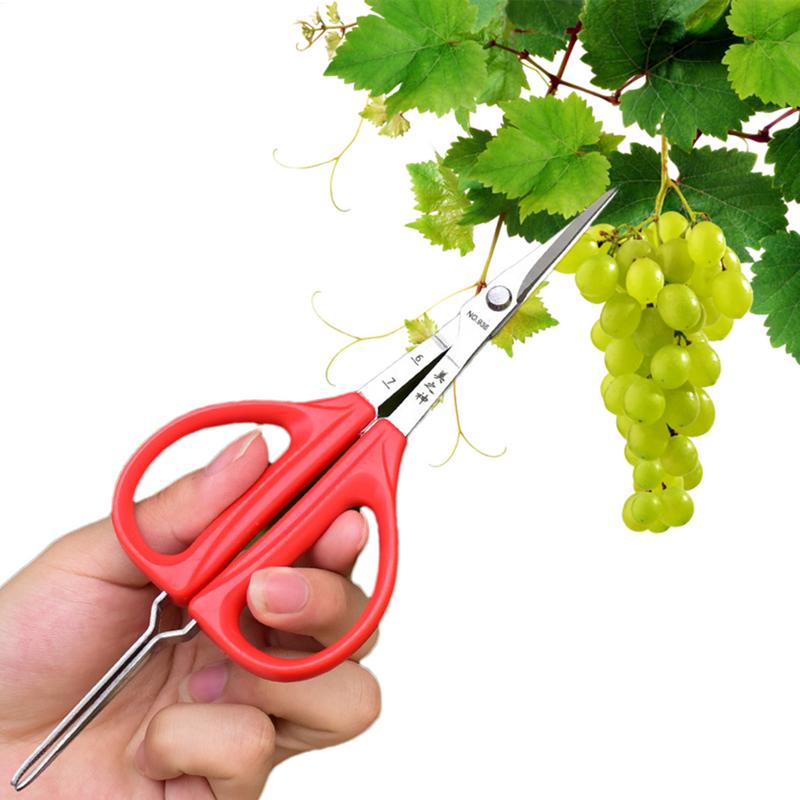 Grape Scissors Pruning Shears  - Bonsai Garden Knife avis et prix